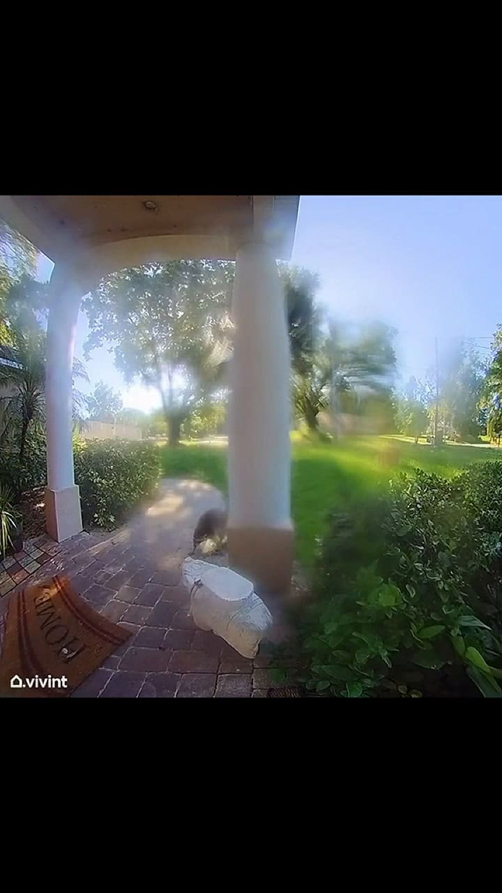 Mapache ataca a perro al llegar a su casa en Florida