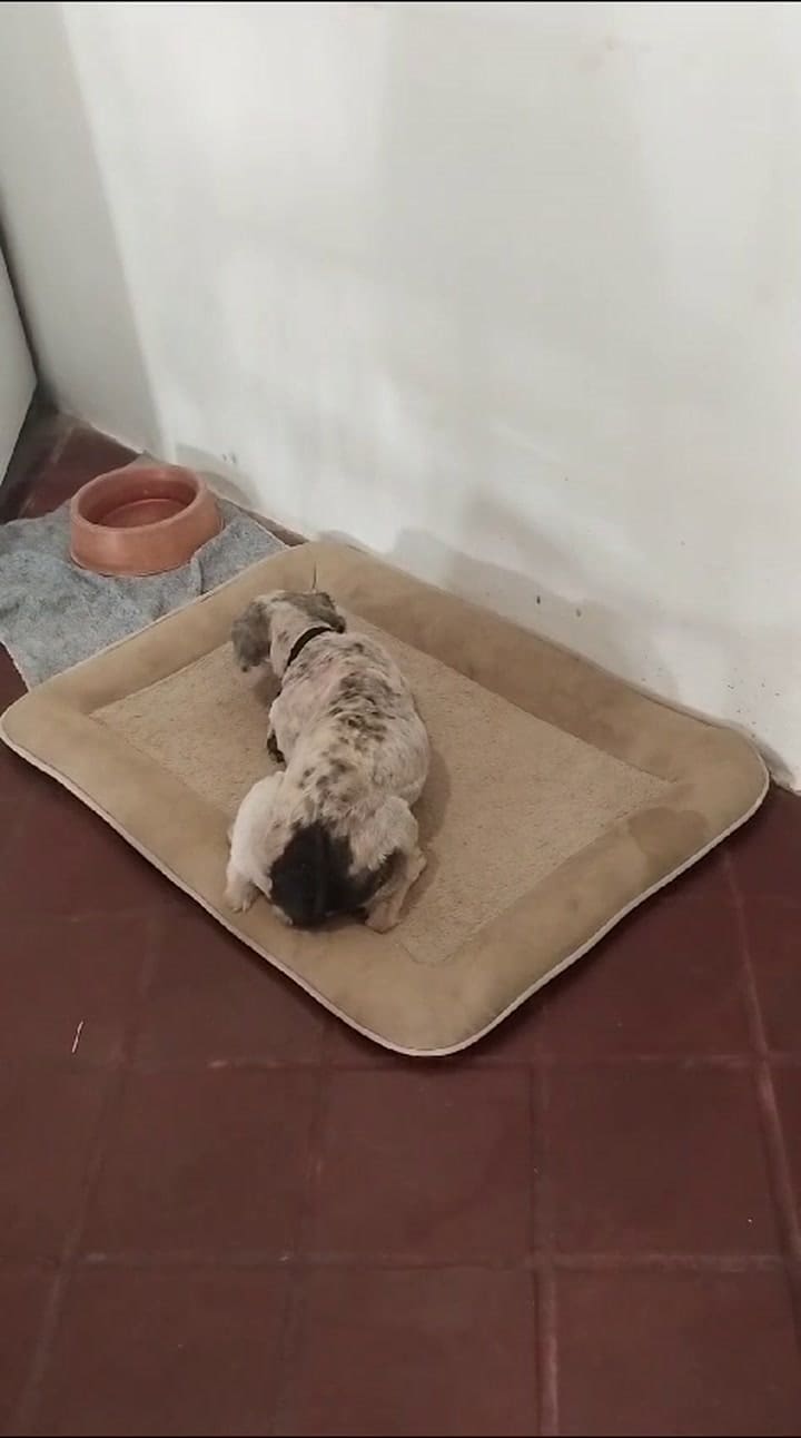 Lazarus enjoys his new bed