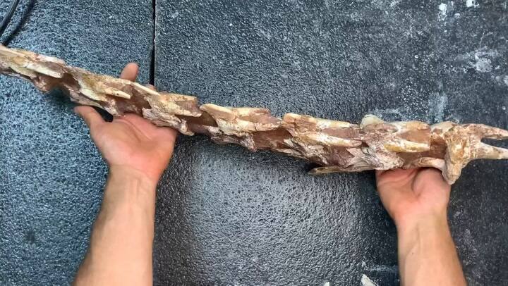 Hallan un titanosaurio en el sur de Francia