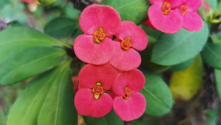 Cuidados De La Corona De Cristo