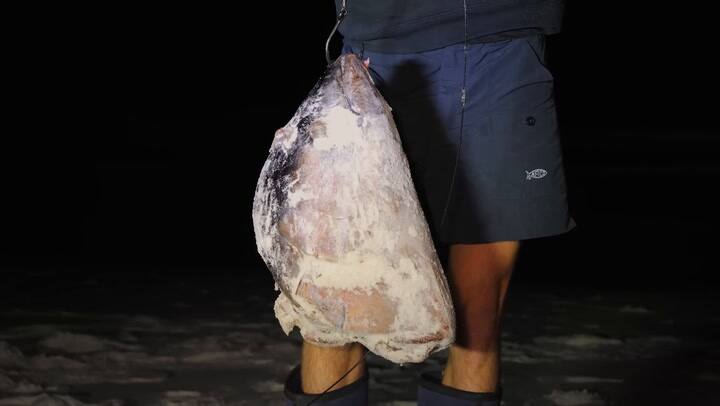 Hombres pescan un tiburón en Florida