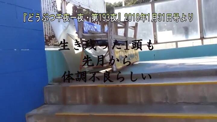 El delfín abandonado en Japón - Fuente: YouTube