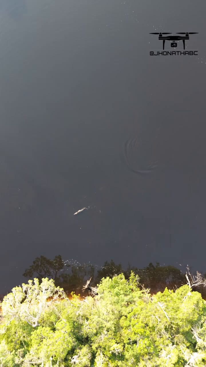 Delfines rosados jugando con un caimán de 5 metros