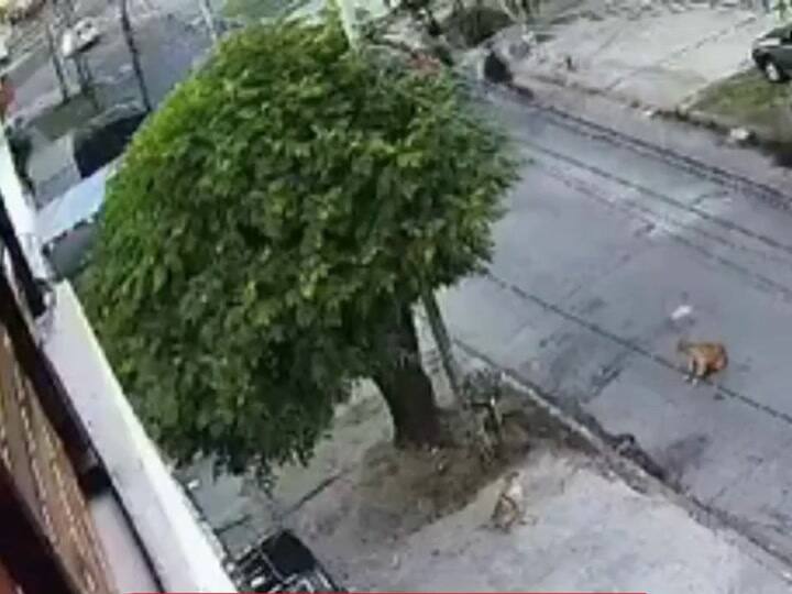 Motochorro muerto policia Tres de Febrero