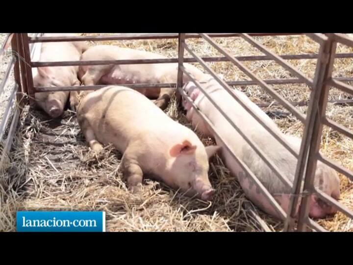 Ganadería en Expoagro