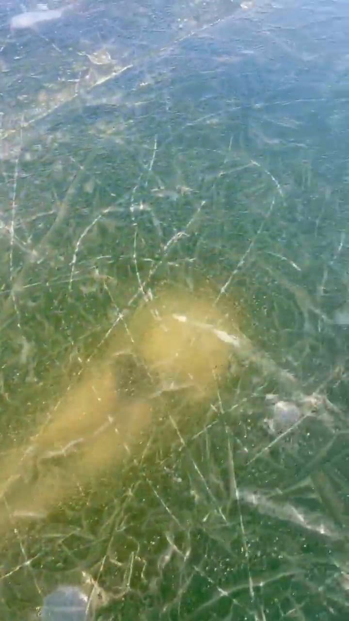 El atleta eslovaco logró nadar en un lago congelado días después del video viral