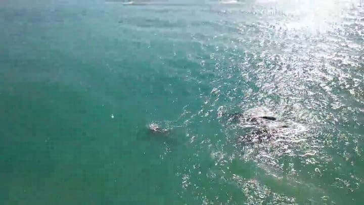 Una postal inolvidable: tres ballenas pasearon a pocos metros de la costa de Mar del Plata