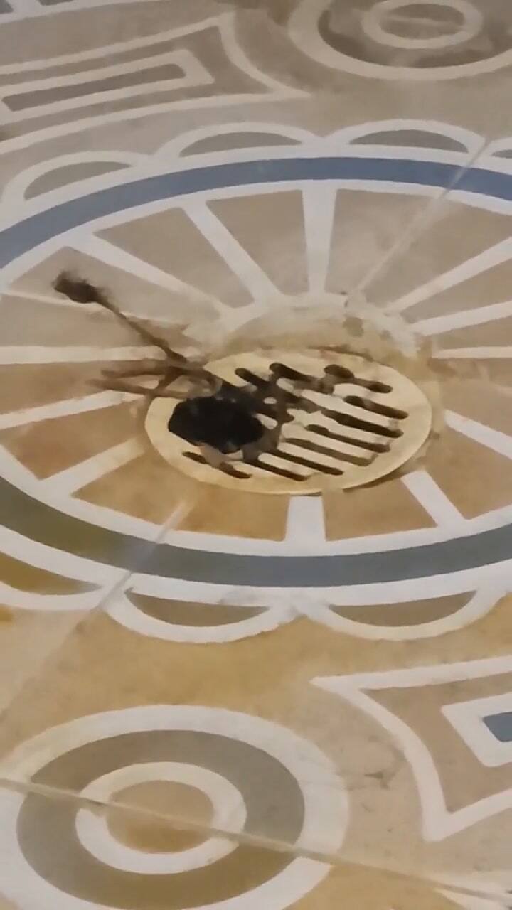 La usuaria de Tiktok se encontró una rata en el baño