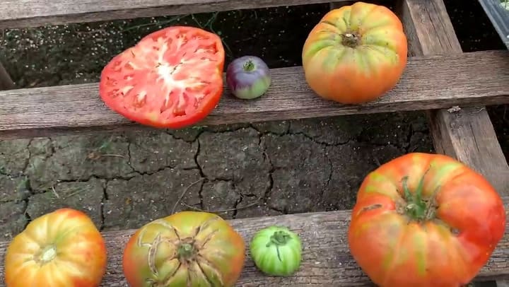 Producción de tomates Don Pacho