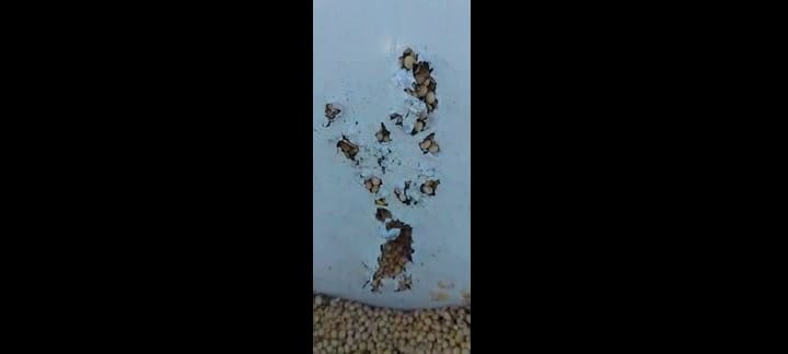 El silobolsa que comieron los chanchos jabalies