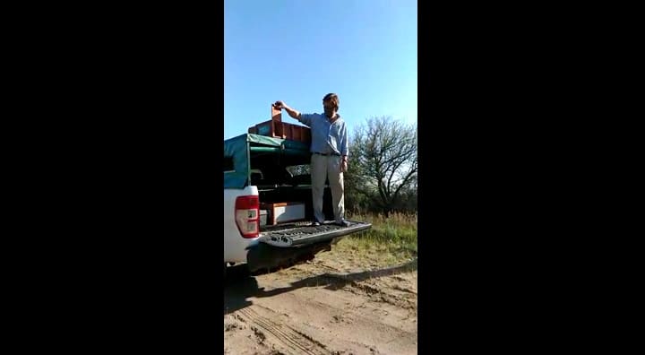 Liberaron 27 cardenales amarillos al sur de la provincia de Buenos Aires