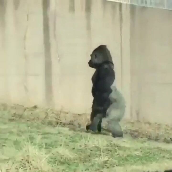 Louis, el sorprendente gorila que camina como un humano