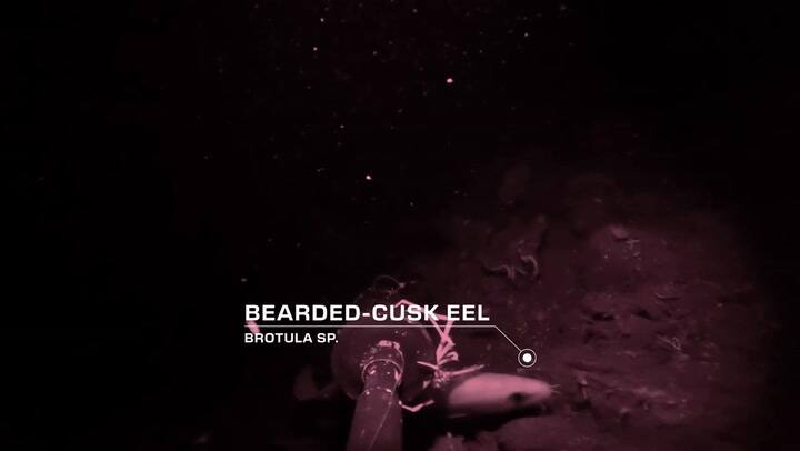 Las primeras imágenes del fondo del mar de Bali generaron terror