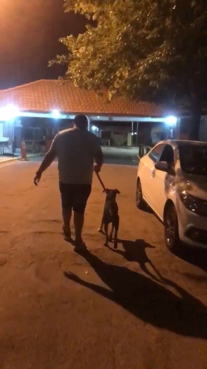 El rescate del perro Enero