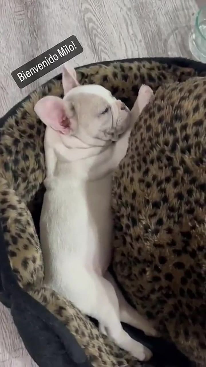 Kun Agüero presentó a su perro Milo a principios de septiembre