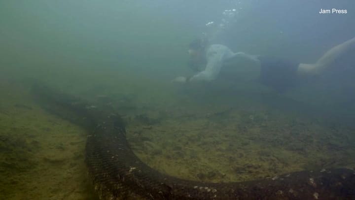 Nadó con la especie de anaconda más grande del mundo