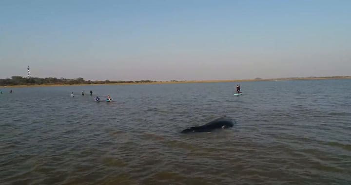Ballena jorobada varada en Punta Rasa (Video: Fundación Mundo Marino)