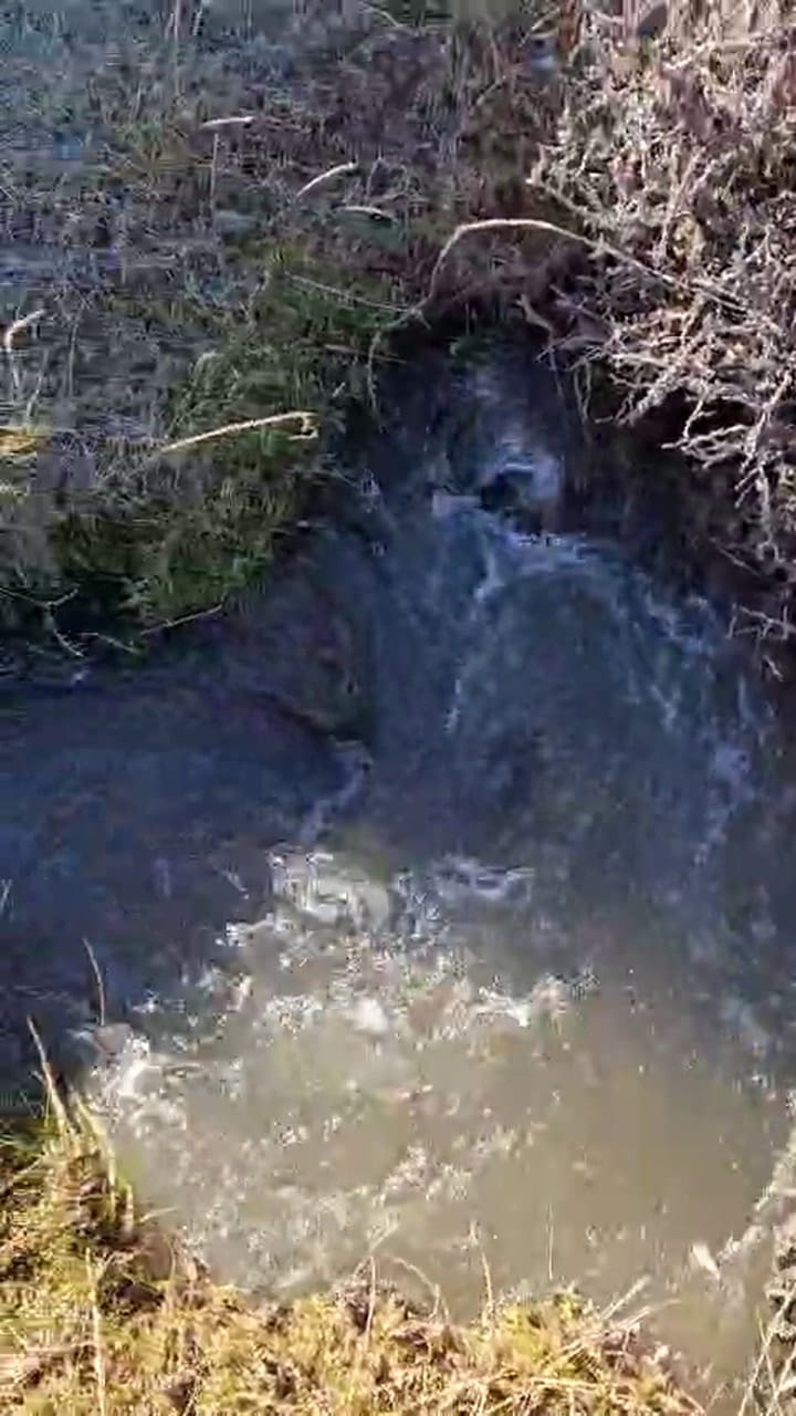 Plaga de insectos en El Correntoso