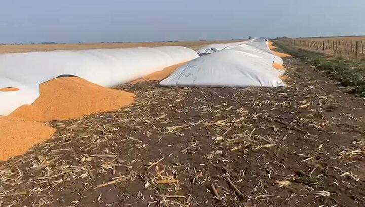 Rompieron once silobolsas en un establecimiento ubicado a seis kilometros de General La Madrid