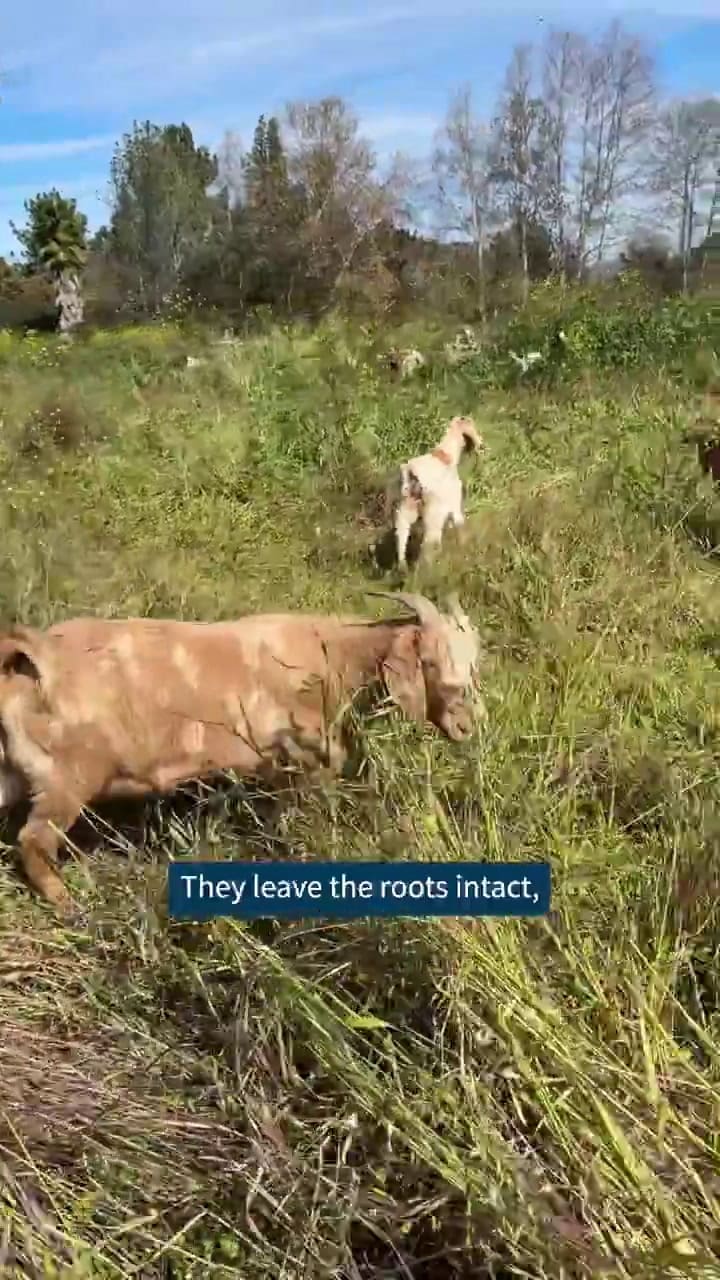 La curiosa forma en Los Ángeles para reducir el riesgo de incendio