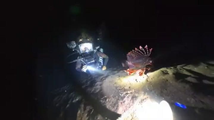Un buzo mostró cómo es el fondo marino durante "la hora de las brujas"