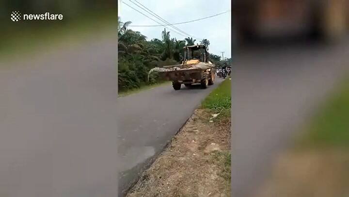 Capturaron a un cocodrilo gigante y lo decapitaron por considerarlo 'un demonio'-Fuente: Viral Press