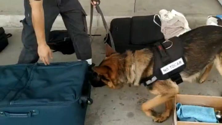 Incautan 483 discos de Vilma Palma e Vampiros en la Aduana de Gualeguaychú