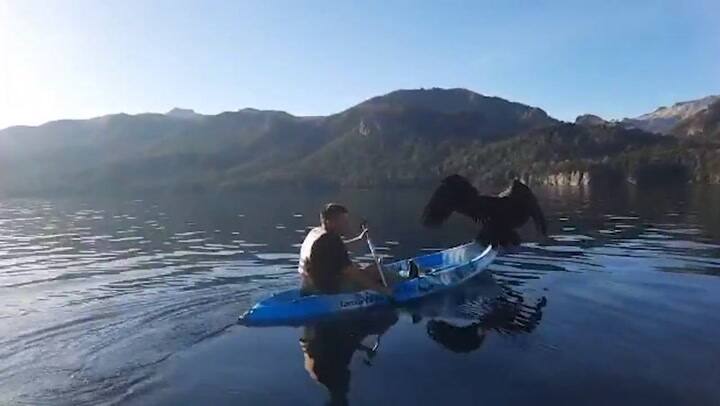 El rescate de un halcón en el lago Traful