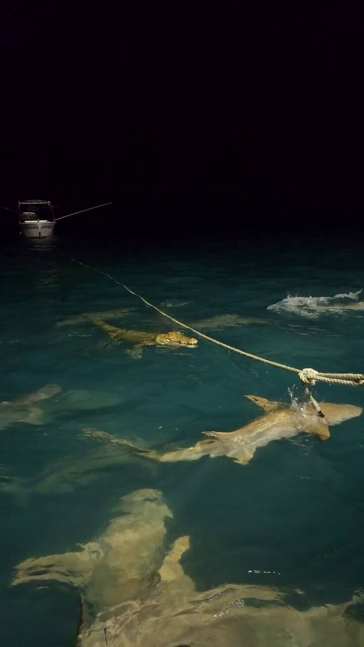 Video Tiburones vs. cocodrilos