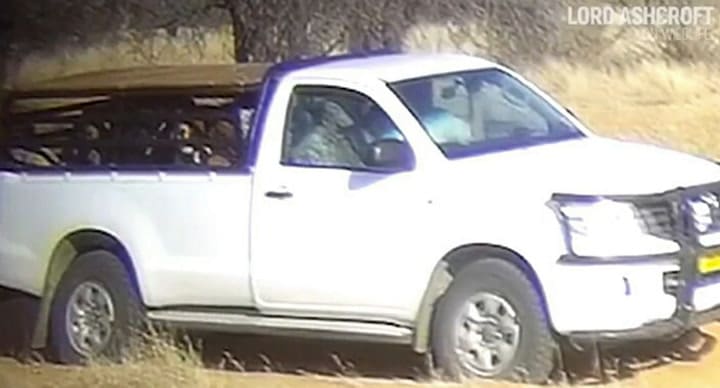 Crían leones en cautiverio para ser cazados en sudáfrica