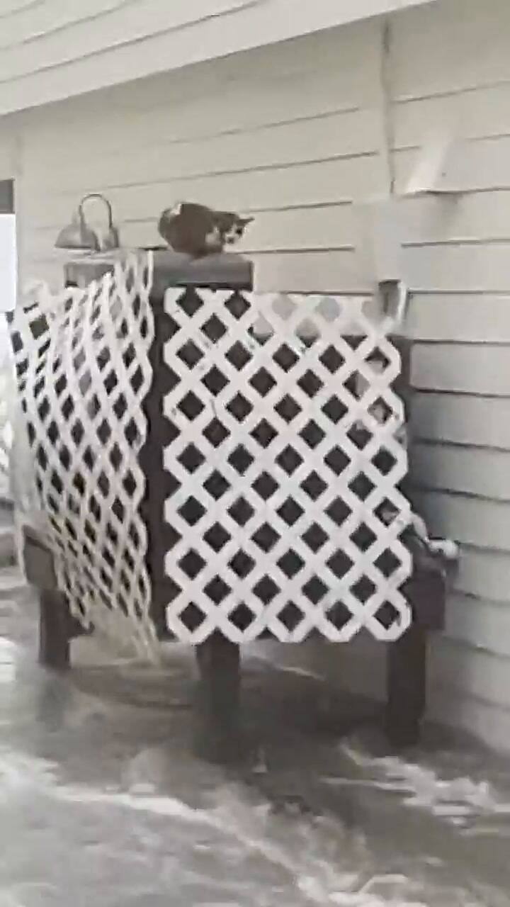 Así rescataron a un gatito del huracán Ian en Florida