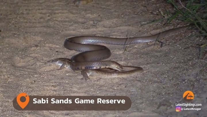 La lucha a muerte entre una cobra y un lagarto