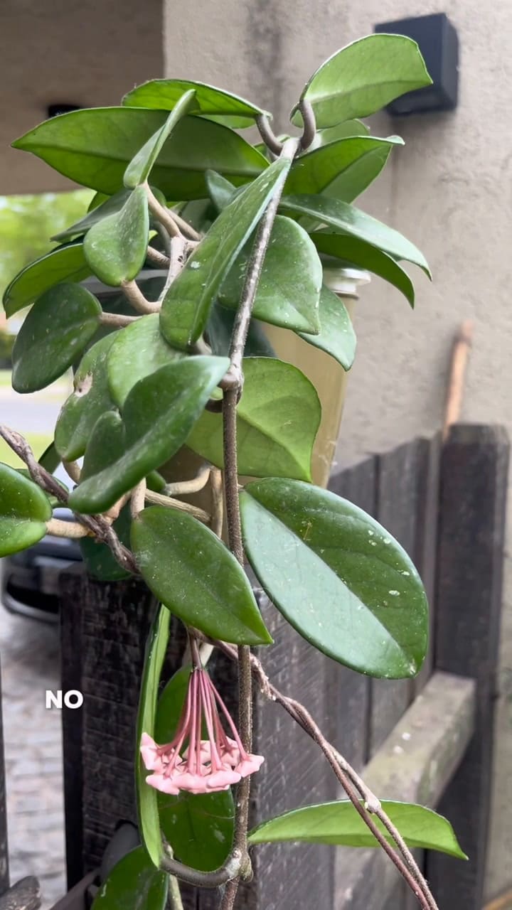 La planta de interior con flores perfumadas que no requiere mucho mantenimiento