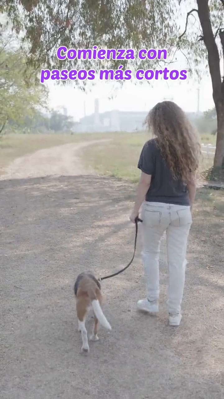 Tres tips para cuidar a un perro adulto