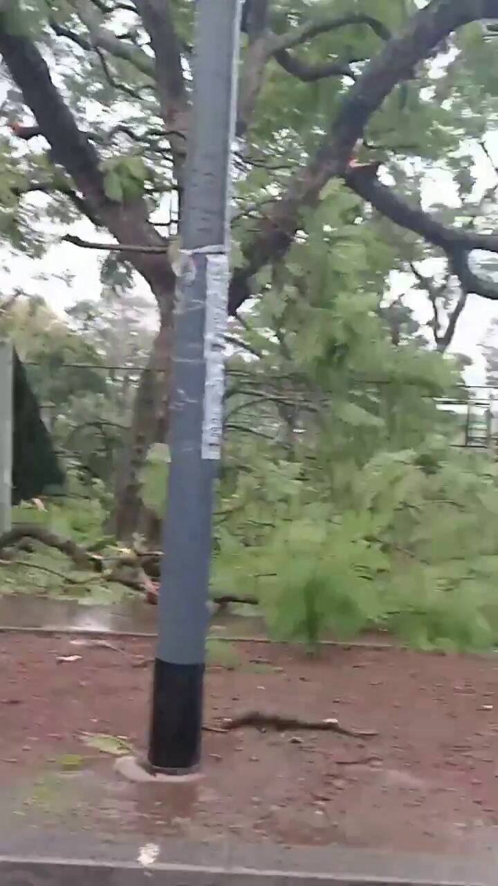 Arboles caídos en Lugano