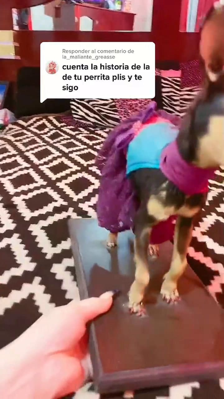 Embalsamó a su perra chihuahua pero no tuvo el resultado que esperaba