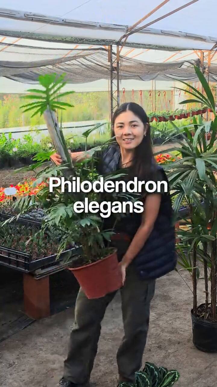 Tres plantas ideales para departamentos