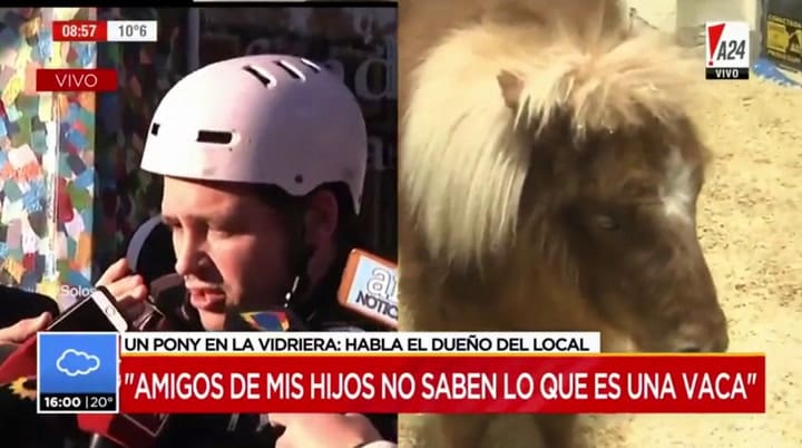 Polémica en Palermo: un local de muebles exhibió un pony en su vidriera