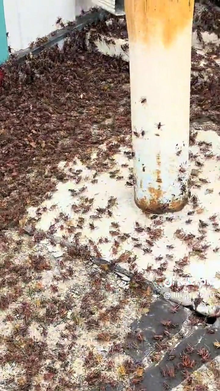 Un enjambre de grillos caníbales invadieron en Nevada