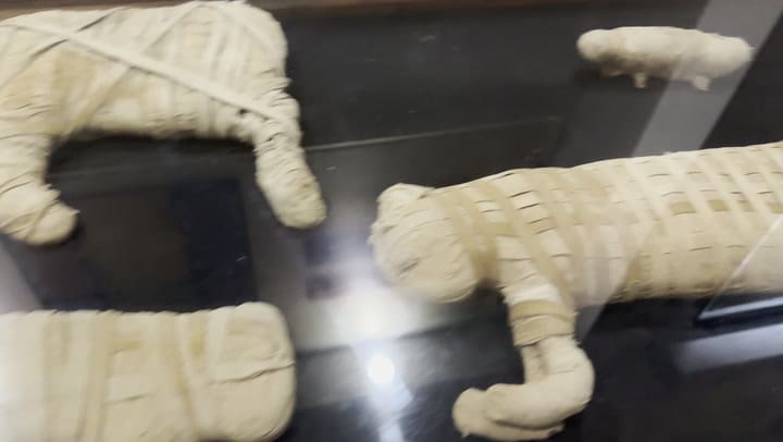 Así momificaban los egipcios a sus mascotas