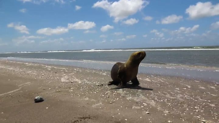 De una carretilla en Quilmes al mar: el regreso de un León Marino a su hogar