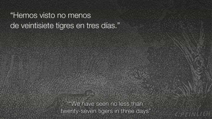 Primera Liberación Hembra De Yaguareté El Impenetrable - Alta -