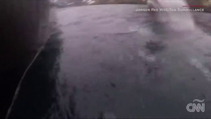 Hallaron una ballena equipada con arneses del ejército ruso - Fuente: Reuters