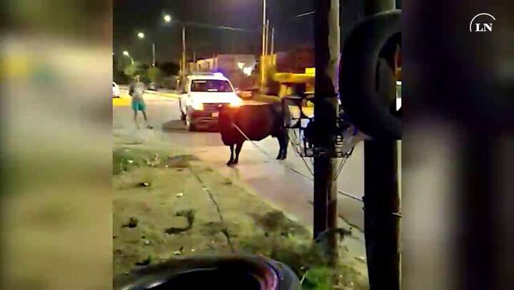 Así salvaban a otra vaca de ser faenada