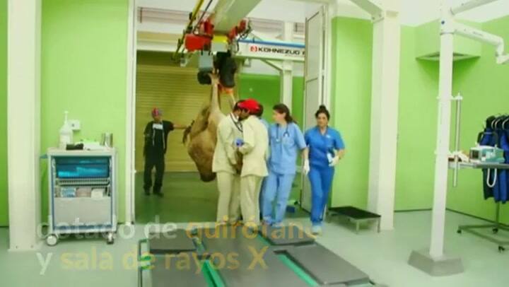 Hospital para Camellos abre en Dubai