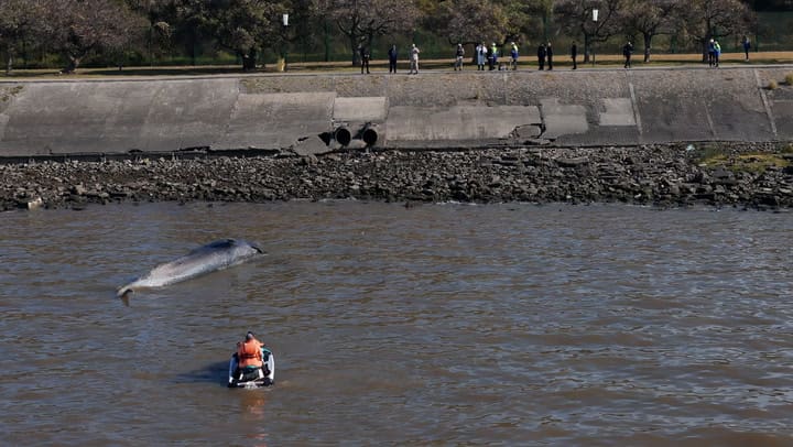 Ballena en la costa de Vicente López