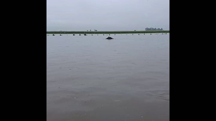 Inundacion campo