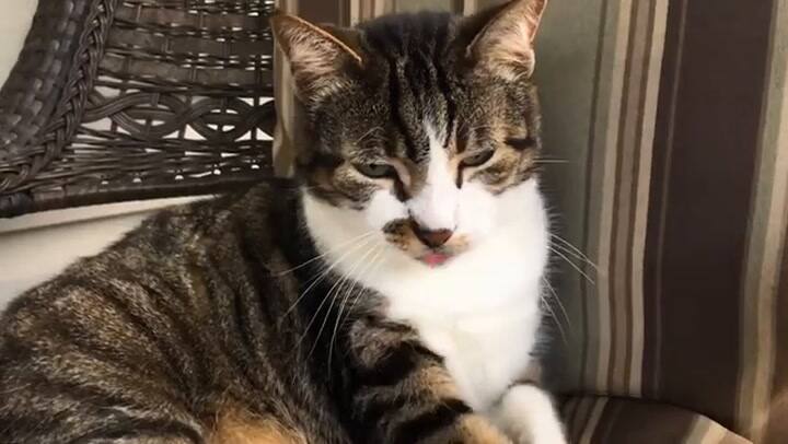 Cómo es el vínculo entre gatos y personas