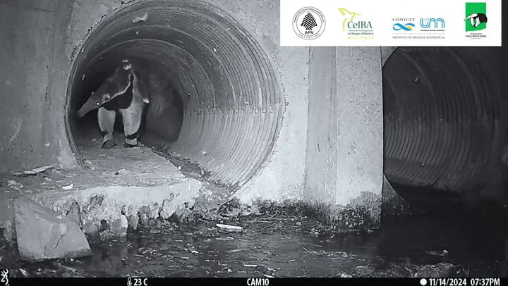 Adecuación de cruces para fauna silvestre