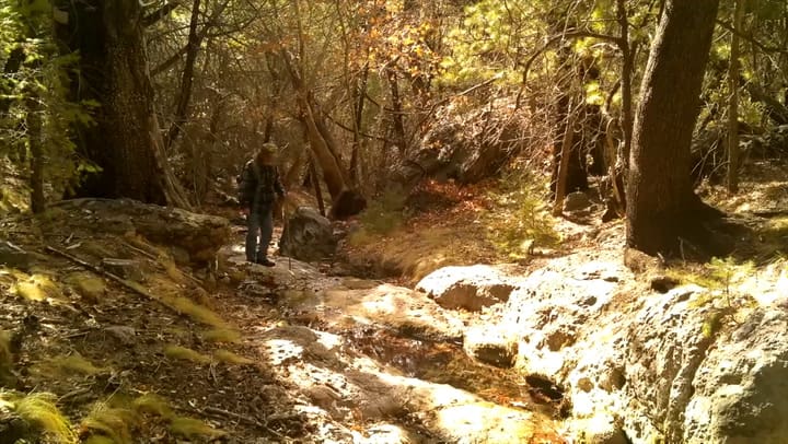 Video Jaguar Arizona